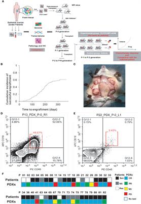 Patient-Derived Xenografts Are a Reliable Preclinical Model for the Personalized Treatment of Epithelial Ovarian Cancer